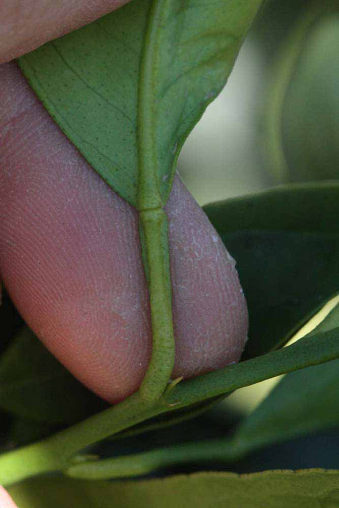              Petiole (Riverside, CA)       